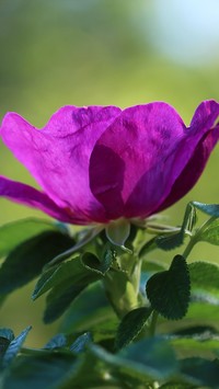 Purpurowy kwiat dzikiej róży