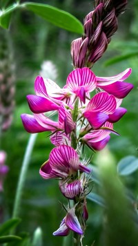 Purpurowy kwiat wyki