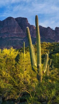 Pustynia Sonoran Desert i góry Superstition Mountains