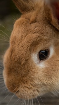 Pyszczek brązowego królika w zbliżeniu