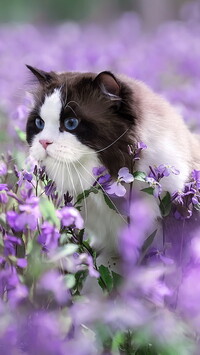 Ragdoll wśród fioletowych kwiatów