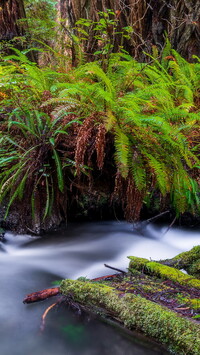 Redwoods State Park w Kalifornii