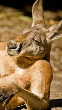 Relaksujący się kangur