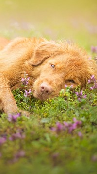 Retriever leżakuje w kwiatach