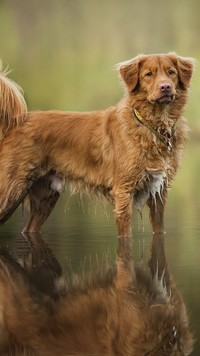 Retriever z Nowej Szkocji moczący łapy w wodzie