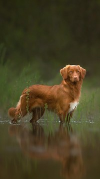 Retriever z Nowej Szkocji w wodzie