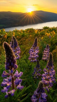Rezerwat przyrody Columbia River Gorge