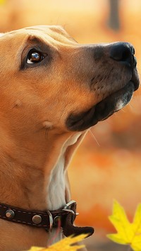 Rhodesian ridgeback