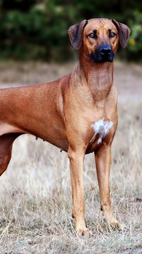 Rhodesian ridgeback