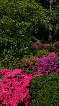 Rododendrony w ogrodzie