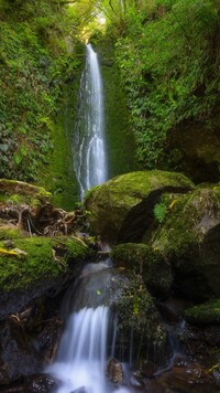 Roślinność przy wodospadzie Nicols Falls w Nowej Zelandii