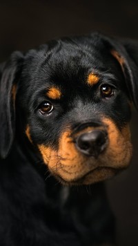 Rottweiler na czarnym tle