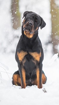 Rottweiler na śniegu