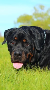 Rottweiler na trawie