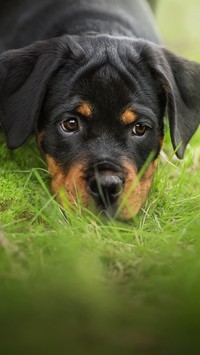 Rottweiler na trawie