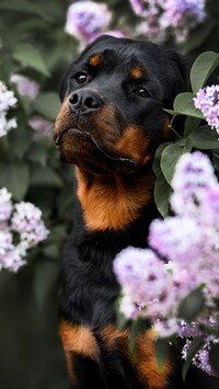 Rottweiler pod krzewem bzu