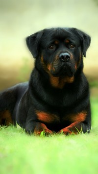 Rottweiler w trawie