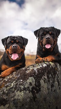 Rottweilery na kamieniu