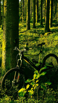 Rower przy omszałym drzewie