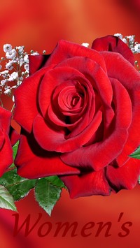 Róża dla kobiety