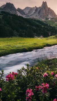 Różanecznik nad rwąca rzeką w górach