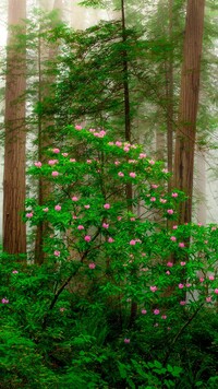 Różanecznik pod drzewami w Parku Narodowym Redwood