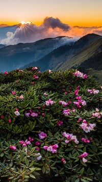 Rożanecznik w górach