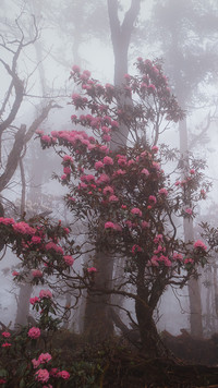 Różanecznik we mgle