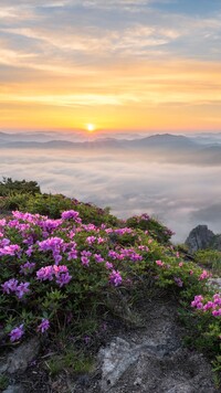 Różaneczniki i mgła nad górami Jujansan