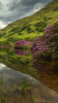 Różaneczniki na brzegu jeziora Lochan Urr