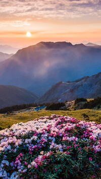 Różaneczniki na polanie i góry w słońcu