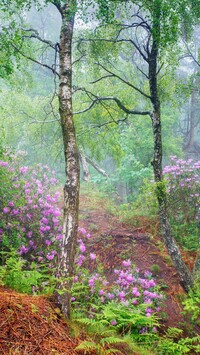 Różaneczniki w brzozowym lesie