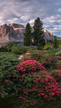 Różaneczniki w dolinie Val Gardena