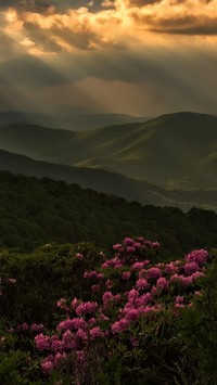 Różaneczniki w górach