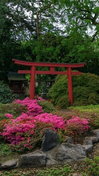 Różaneczniki w ogrodzie japońskim