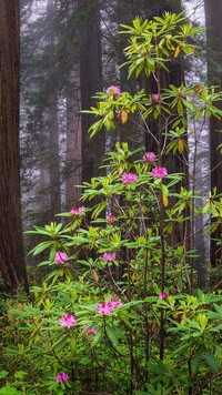 Różaneczniki w Parku Narodowym Redwood