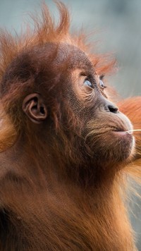 Rozczochrany orangutan