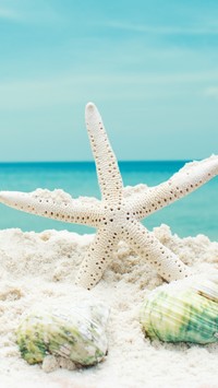 Rozgwiazda i muszelki na piasku