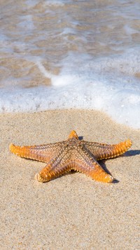 Rozgwiazda na piasku przy morskiej fali