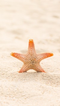 Rozgwiazda w piasku
