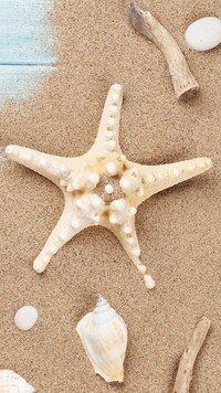 Rozgwiazda z muszelkami na piasku