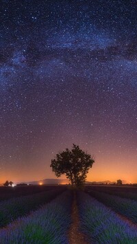 Rozgwieżdżone niebo nad polem lawendy