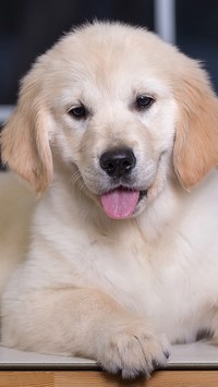 Rozkoszny mały retriever