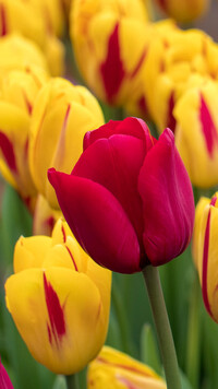 Rozkwitające tulipany