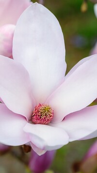Rozkwitnięta magnolia