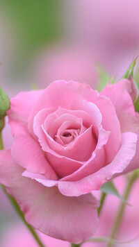 Rozkwitnięta różowa róża
