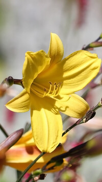 Rozkwitnięta żółta lilia