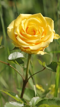 Rozkwitnięta żółta róża