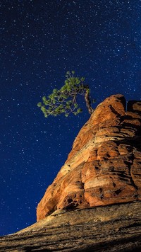Rozmowa drzewa z gwiazdami
