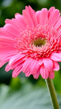 Różowa gerbera